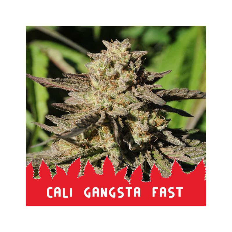 Сali Gangsta Fast, Фасовка: 5